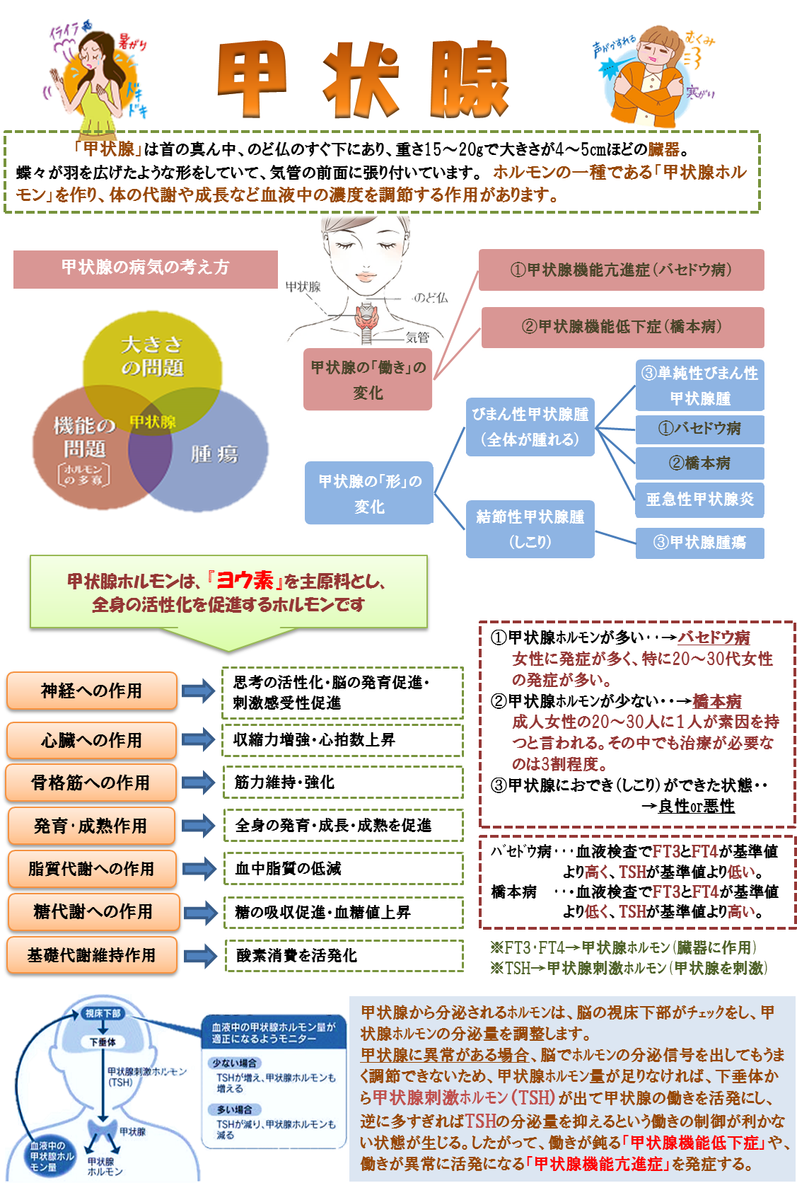 甲状腺1